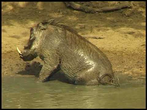 M9C1 Warthog wallowing and scratching