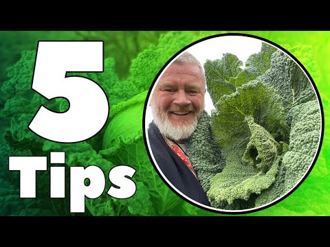 5 Tips to Grow Cabbage, Cauliflower, Broccoli and All Your Brassicas
