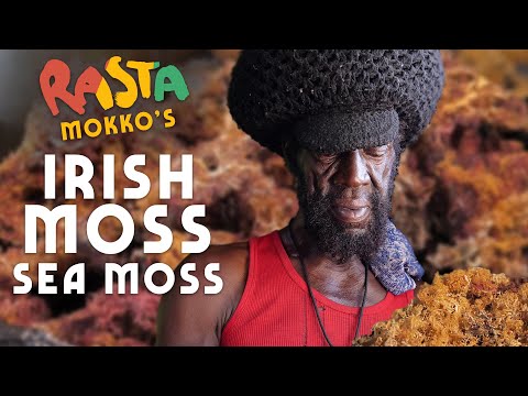 download lagu mp3 mp4 Irish Moss, download lagu Irish Moss gratis, unduh video klip Irish Moss