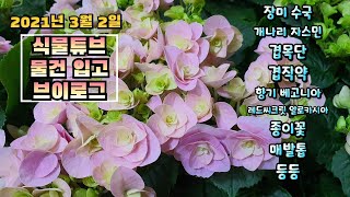 식물튜브 입고현황 [레드시크릿, 몬스테라, 개나리자스민, 겹목단, 향기 베고니아, 미니장미 등등] #양재꽃시…