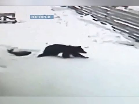 Югорск.Медведь  на зеленой зоне на выходных в конце января.2018 год