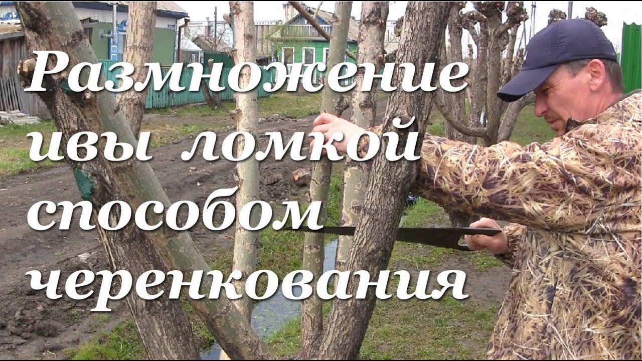 Ива Ломкая