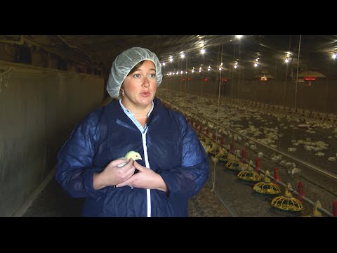 , title : 'Biosecurity and Health Management on Chicken Farms'