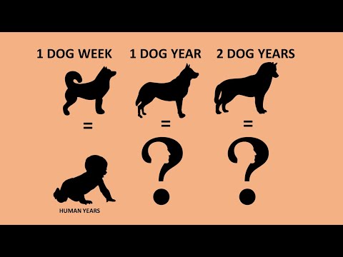 Dog Years To Human Years Vs Cat Years To Human Years