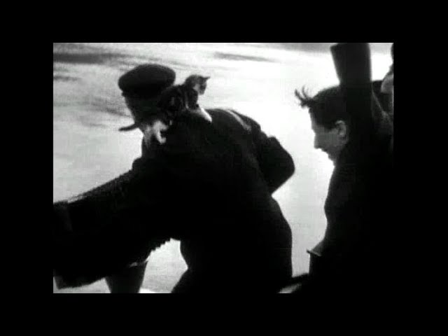 'C'Atalante' cat montage