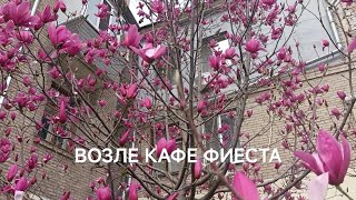 ЗАЦВЕЛА САКУРА 🌺 В ЗАПОРОЖЬЕ 3 АПРЕЛЯ 2026 