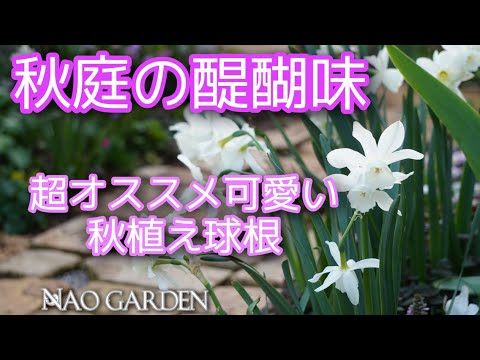 秋に植える球根はどれですか?春の庭を彩る6つの花たち！  庭園