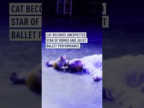 Cat becomes unexpected star of Romeo and Juliet