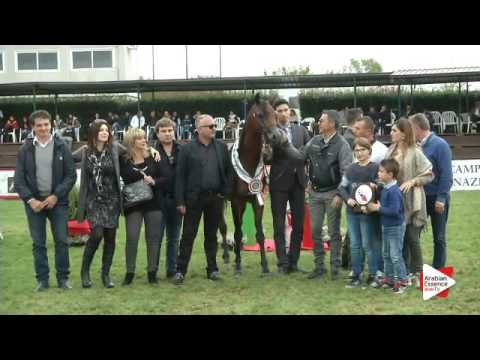 2nd Place N.25 AVALON LBA - Arezzo 2015 - Junior Colts Championship (Class 18)