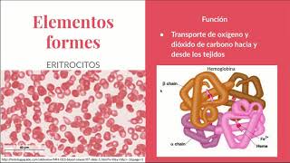 Sangre y Médula - Biología Celular y Tisular