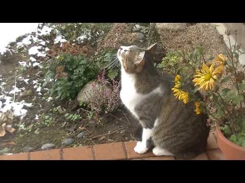 雪を追いかけて遊ぶトゥリヤ　cat chasing snow