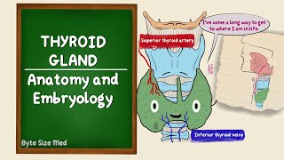 Thyroid Gland | Anatomy and Embryology | Lobes and Blood supply | Development of the Thyroid Gland