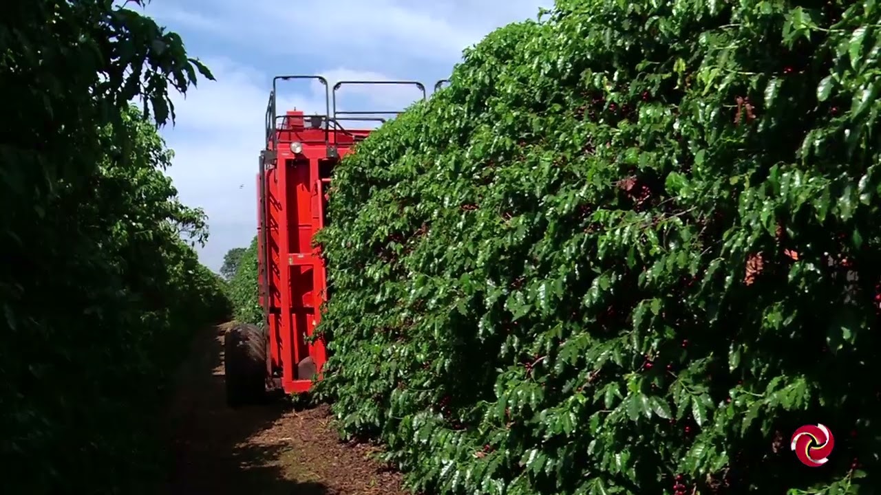 Comportamento do mercado de café com as mudanças climáticas