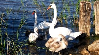 Banja Rusanda, Melenci 2014