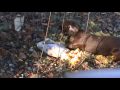 Dog Vs Pillow