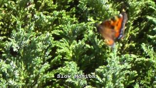 preview picture of video 'Small Tortoiseshell Butterfly. La Croix-Tasset, Côtes d'Armor, Brittany, France 16th July 2012'