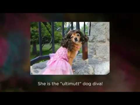 Unbelievably pampered dog's lavish closet video tour will leave you speechless!