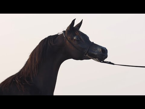 D HAYEL - Contender at KIAHF 2023 Title Show