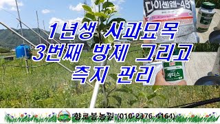 1년생 사과묘목 3번째 방제 및 측지 관리 점검