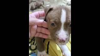 Staffordshire Bull Terrier Puppies Videos