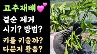 텃밭, 고추???? 곁순 제거 시기 및 방법? 왜????? 키를 키우려면? 다분지로 많이 따려면?