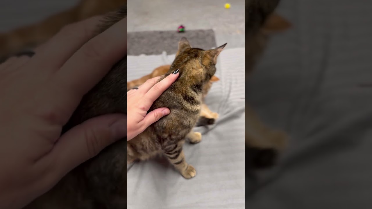 Rainbow, a Adoptable Domestic Short Hair in Poughkeepsie, NY video 6/6