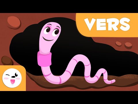 Les vers de terre pour les enfants - Les animaux invertébrés - Sciences naturelles pour les enfants