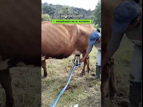 🐄 Ecomilk a gasolina ya ordeñando en San Miguel de Sema, Boyacá | PAGO CONTRA ENTREGA
