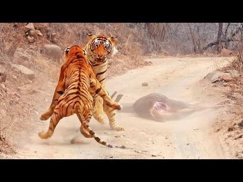 Tigress Tries Stealing Huge Male’s Meal