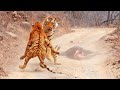 Tigress Tries Stealing Huge Male’s Meal
