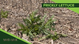 Weed of the Week #1138 Prickly Lettuce (Air Date 1-26-20)