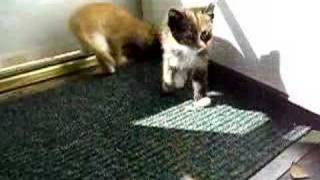 Kittens by the door, Binghamton