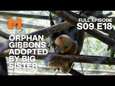 From The Orphanage To The Wild | Season 9 Episode 18 | Full Episode | Monkey Life