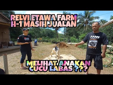 RELVI ETAWA FARM SEDIA KAMBING BUAT KONTES LEBARAN