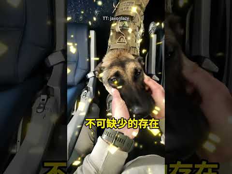 服務犬搭飛機能有多乖？🐕‍🦺