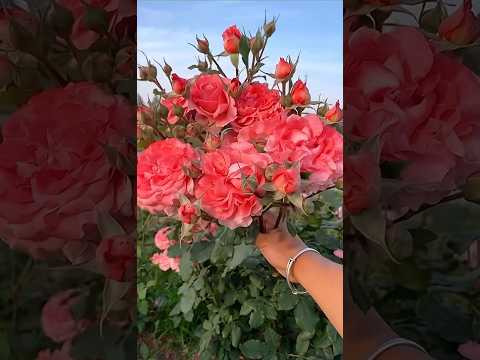 Harvesting super rose flowers
