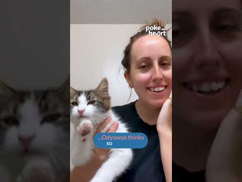 Mirror, mirror on the wall, who's the best copycat of them all? #Copycat #Imitation #shorts