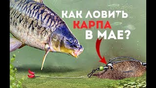 Где лучше ловить карпа в июне на пруду