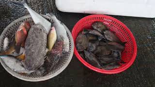 宜蘭漫遊【太陽埤.羌仔埤】漁港買魚2025年10月14日星期二⛅️