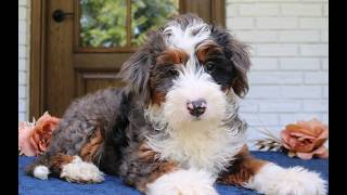 Video preview image #1 Bernedoodle (Miniature) Puppy For Sale in NARVON, PA, USA