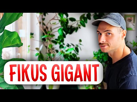 Fikus Elastica Robusta - przesadzanie olbrzyma z OLX!