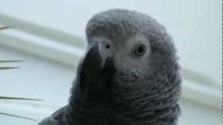 Kongo Graupapagei Ruidi http://www.papagei.de.be beim pfeifen 15.04.2012
