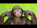 FUNKY MONKEY SONG 