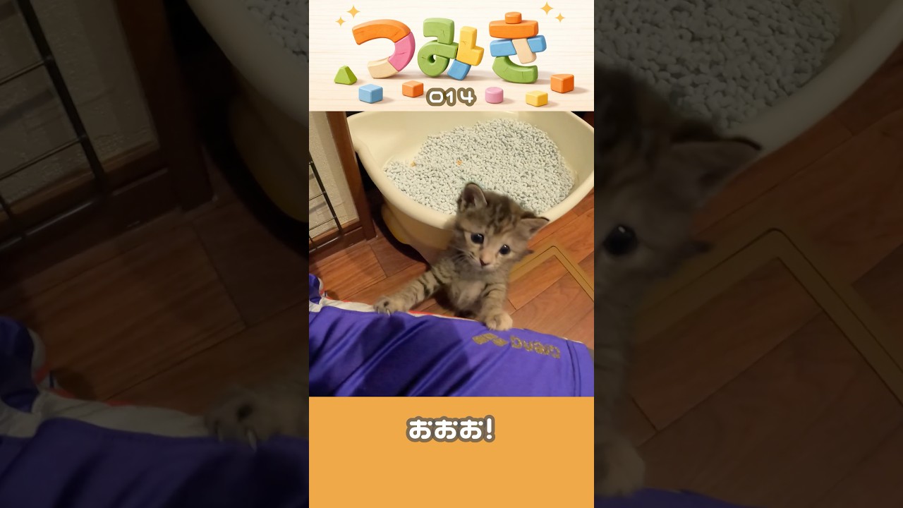 手のひらサイズの子猫つみき014。#shorts #子猫 #保護猫