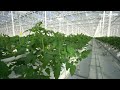 Commercial Greenhouse Vermillion Growers | Gakon Netafim