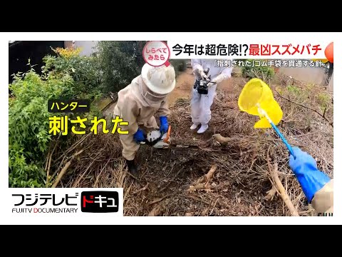 今年は超危険!?最凶スズメバチ【しらべてみたら】