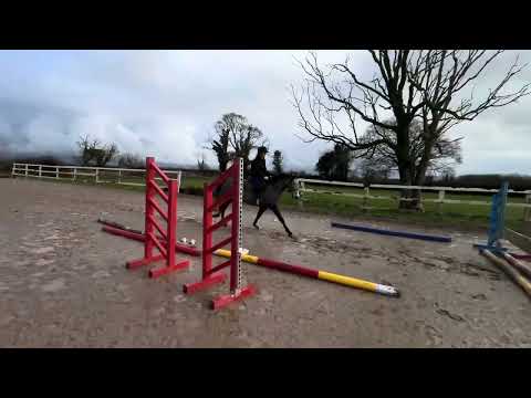 Ballyhindon Ryan - Image 2