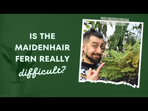 Maidenhair Fern Review | 1 Years Later | Crispy Leaves | Experiment | Viewer Submission