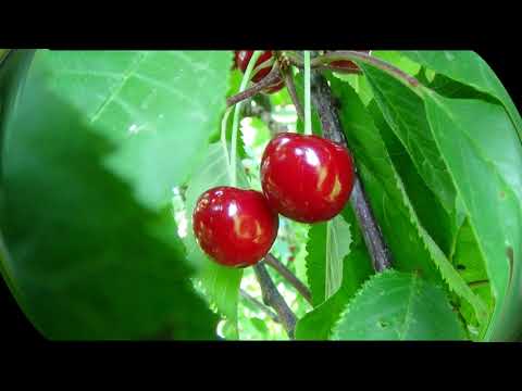 CZEREŚNIA 'RIVAN' - ROZWÓJ - od pąka do owocu