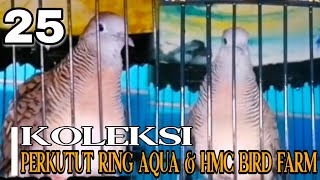 Download lagu NEW...!!! 25 SUARA PERKUTUT RING AQUA & HMC BIRD FARM mp3 Download lagu NEW...!!! 25 SUARA PERKUTUT RING AQUA & HMC BIRD FARM mp3
